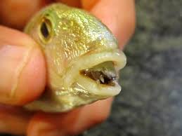 Incorrect treatment will result in ongoing infection. Parasitism Wikipedia