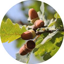 Image result for oak sapling