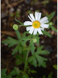 Image result for Microglossa