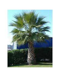 Palmier facile de culture et au charme incontestable, washingtonia filifera peut supporter quelques températures négatives et. Palmera Washingtonia Filifera