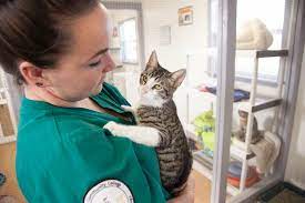 Since 1992, university veterinary hospital & diagnostic center is exceptionally proud to provide dogs, cats, and their. Veterinary Medicine Degree