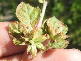 Image result for Glinus