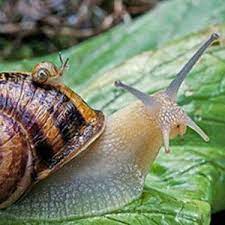 Main content starts here, tab to start navigating. New Caracol Home Facebook