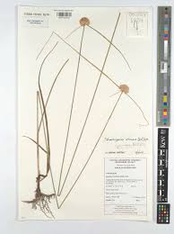 Image result for Sphaerocyperus