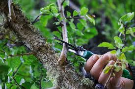 Schneiden sie größere äste bei kirschbäumen möglichst im sommer nach der ernte. Ratgeber Baume Schneiden Globus Baumarkt