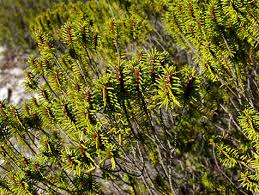 Image result for Maerua salicifolia