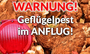 Außerdem bedeutet die geflügelpest für die betroffenen betriebe natürlich einen hohen wirtschaftlichen schaden. Geflugelpest Im Anflug Veterinaramt Weist Auf Sicherheitsmassnahmen Hin Inselsberg Online