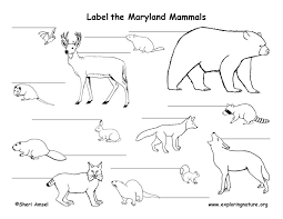 Anywhere in the region you can. Maryland Habitats Mammals Birds Amphibians Reptiles
