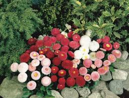 Image result for Bellis