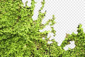 The pyracantha is also known as firethorn and can be grown as a single plant, or you can train it to grow against a wall or fence. Climbing Tiger Png Images Pngegg