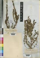 Image result for Stemodia serrata