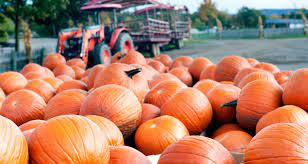 It's easy and economical to make at home. 16 Little Known Pumpkin Facts Farmers Almanac
