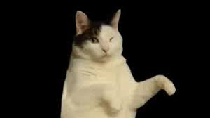 kitty cat dance dancing cat cats kitty