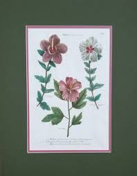 Image result for Gomphia