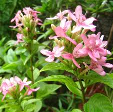 Image result for Ruspolia seticalyx