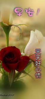pin by aee ae on 早安 plants rose flowers
