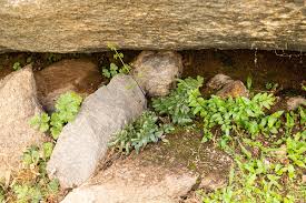 Image result for Pellaea boivinii