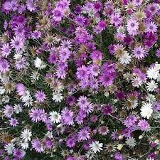 Pin On Flowers