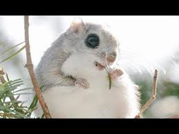 Check spelling or type a new query. Japanese Dwarf Flying Squirrel Compilation Youtube