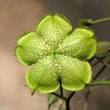 Image result for Ceropegia monteiroae