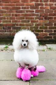 #poodle #mini poodle #toy poodle #standard poodle #dogblr #i am just curious like #my faves are #red brown and silver #standard is my preferred size #but they are all gorgeous. Animal Portrait Of Groomed Dog With Dyed Shaved Fur Looking At Camera Stockphoto