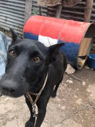 Maybe you would like to learn more about one of these? Eight Newborn Puppies Abandoned In A Car Workshop Juliana S Animal Sanctuary