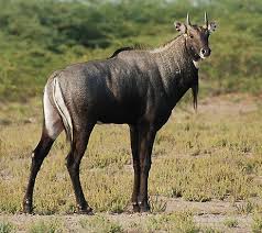 The Nilgai Or Blue Bull Is The Largest Asian Antelope And Is Endemic To The Indian Subcontinent The Sole Member Of The Ge Animals Weird Animals Unique Animals