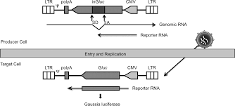 Sending digital baby photos to friends and family shouldn't be a hassle. The Role Of Itch Protein In Human T Cell Leukemia Virus Type 1 Release Journal Of Biological Chemistry