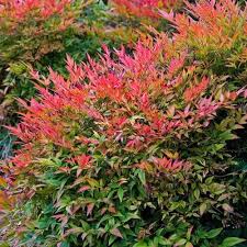 Check spelling or type a new query. Nandina Domestica Heavenly Bamboo Caragh Nurseries