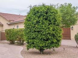 Free shipping on orders over $99 with arrive alive guarantee from the tree center Ficus Desert Horizon Nursery
