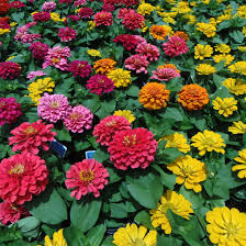 It is a flowering plant of sterculiaceae family. 14 Best Flowers To Grow From Seed