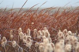Cattails in Fall by Sharon Blunt