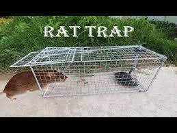 How To Make Rat Trap At Home Amazing Quick Rat Trap 85 Youtube Rat Traps Animal Traps Traps