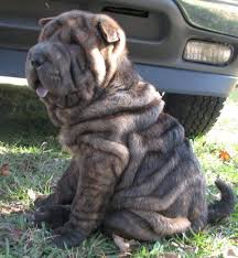 Sharpei Colors Ozellelily Shar Pei Shar Pei Puppies Shar Pei Shar Pei Dog