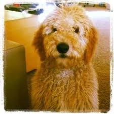 We have quality hybrid puppies from we breed top quality, health tested doodles. 52 I Heart Doodles Ideas Doodle Dog Heart Doodle My Doodle