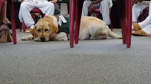 Maybe you would like to learn more about one of these? Nc Dps A Kid S Best Friend