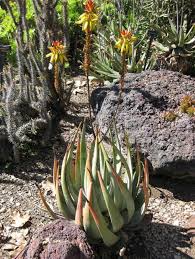 Image result for Aloe wollastonii