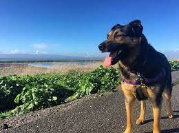 These dogs can also be very vocal, utilizing. German Shepherd Mix Puppies Missouri The Y Guide