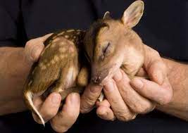 We did not find results for: A Newborn Chinese Water Deer Is So Small It Can Almost Be Held In The Palm Of The Hand When It Matures Instead Of Growing Antlers They Grow Long Upper Canine Teeth