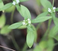 Image result for Mitracarpus