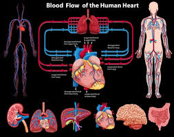 The major organs of the abdomen include the. Free Vector Human Body Infographics