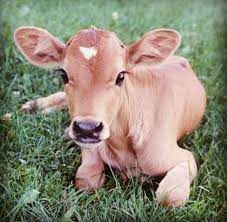 This Family Needs A Pet Cow Not An Eating Cow Pet Pet Cute Cows Baby Cows Animals