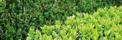 Der frühe rückschnitt schützt den baum bis zu einem gewissen grad auch vor triebsterben und dem gefürchteten buchsbaumzünsler. Buchsbaum Schneiden Manufactum Gartenjahr