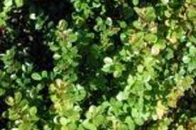 African Boxwood Flower Pictures Best Flower Wallpaper