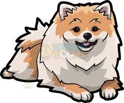 Cute Black And Brown Pomeranian A Beautiful Pomeranian Dog Cute Dogs Pomeranian Dog Cartoon Dog