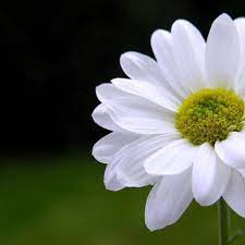We did not find results for: Beautiful Nature Flowers Home Facebook