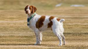 Beyond the difference in breed sizes, some breeders or dog owners decide to dock their dogs' tails, which means they surgically remove a part of the tail. Tail Docking In Dogs Cruel Practice Or Necessity