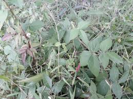 Image result for Macrotyloma