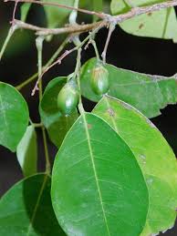 Image result for Rourea