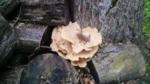 Just taking my dog for a walk…….but those mushrooms ...